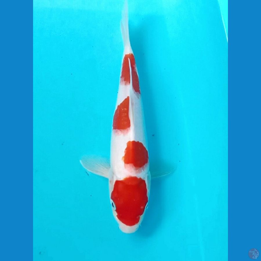 Kohaku 25 Cm