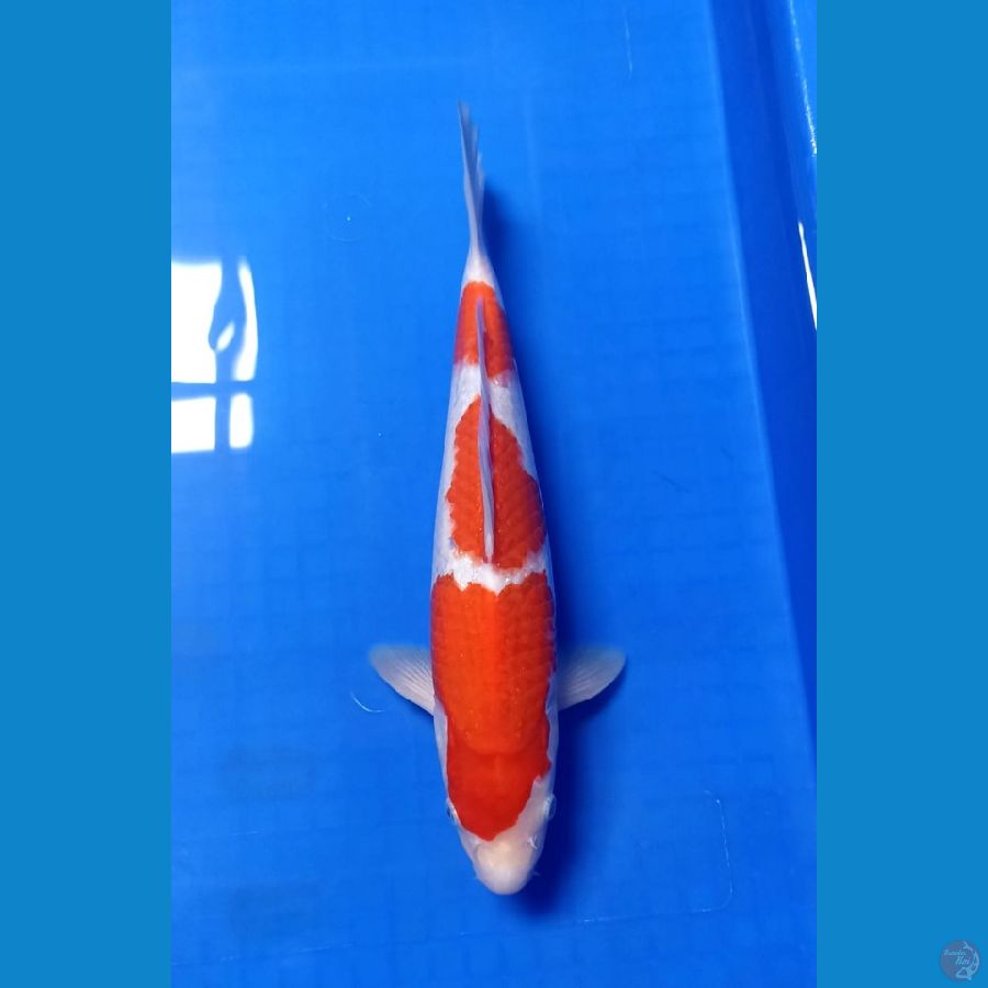 kohaku 34
