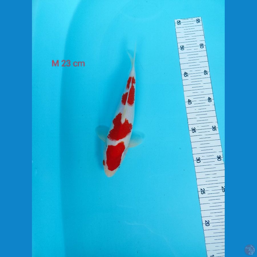 23 cm  kohaku