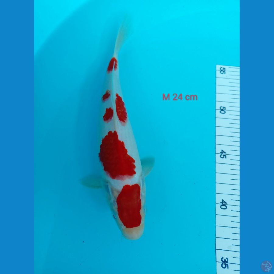  Maruten kohaku 24 cm