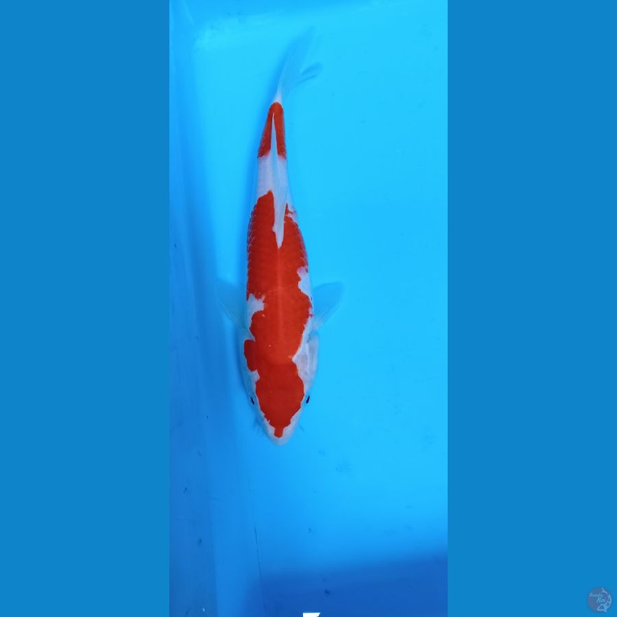 KOHAKU 25 CM