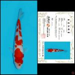 5. KOHAKU SAKAI, 23CM , MALE