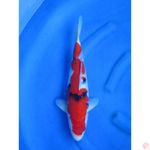 41cm , Red Sanke 