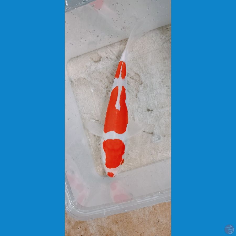 KOHAKU DOIT SU MURNI 19 CM