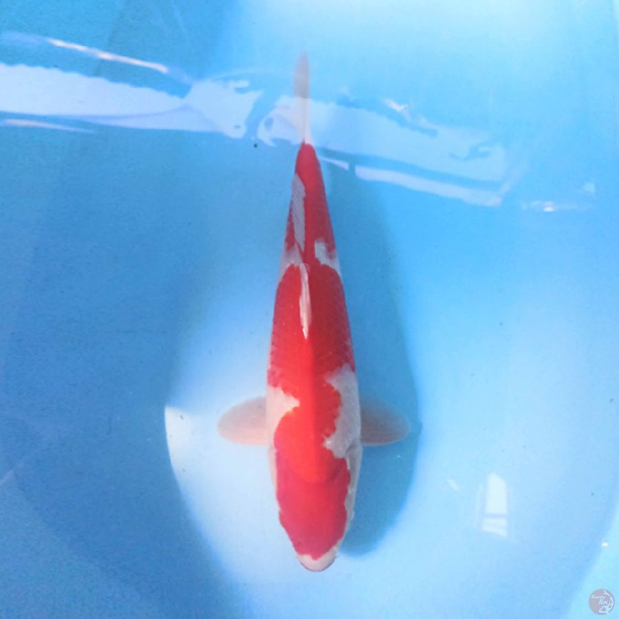 Hi Straight Kohaku 36 cm