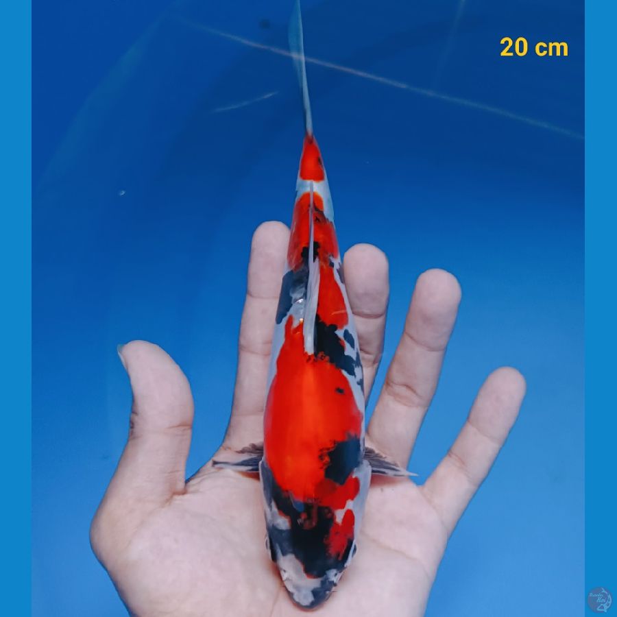 Showa Doit murni original 20 cm