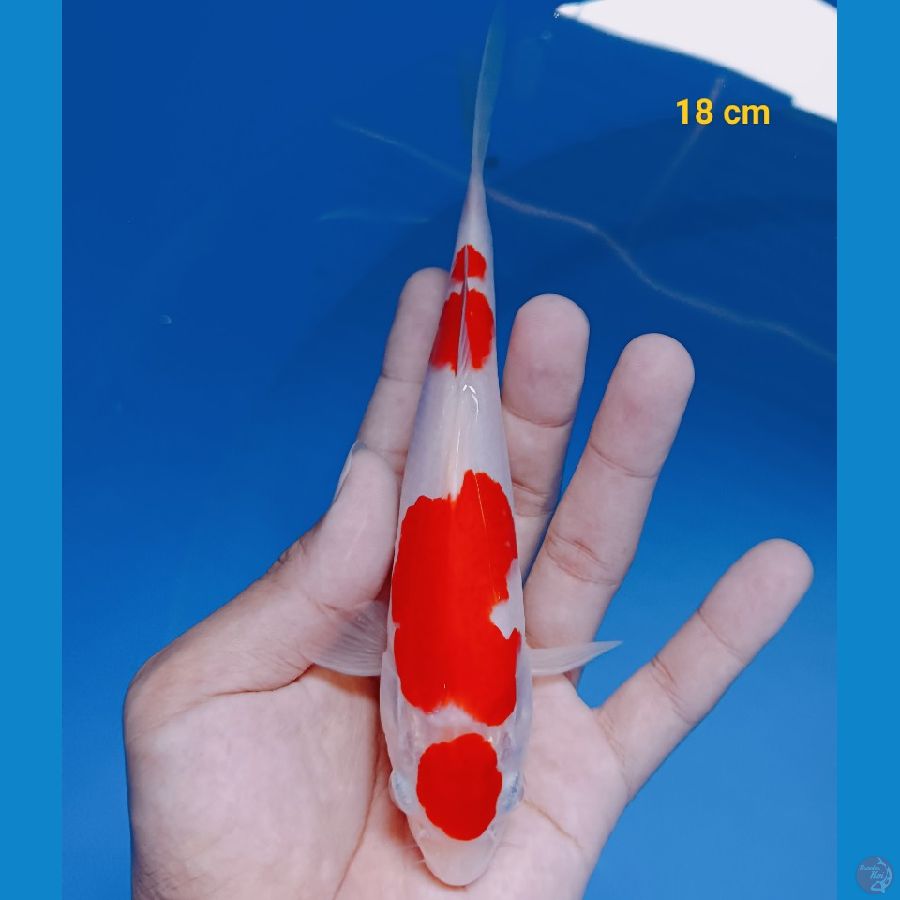 Ready kohaku 18 cm