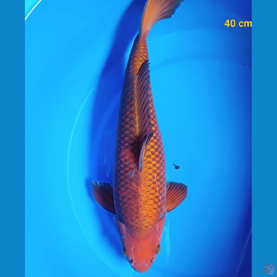Chagoi male 40 cm