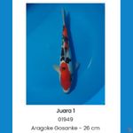 SANKE ARAGOKE 26cm (JUARA 1 1st BOGOR KOI SHOW)