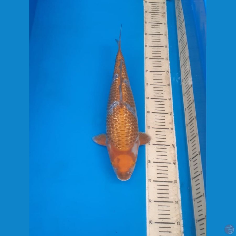Ochiba Ginrin 45bu (kolektor item)