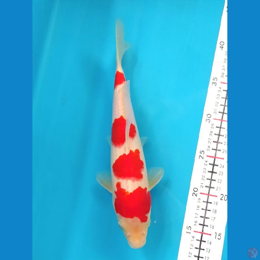 KOHAKU 27CM MALE