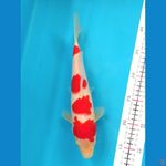 KOHAKU 27CM MALE