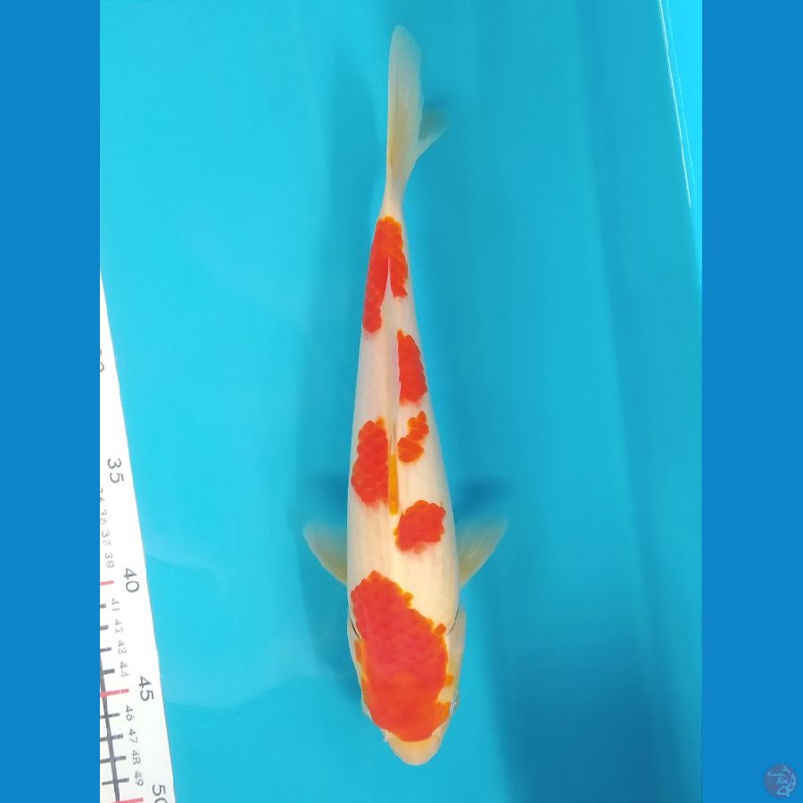 KOHAKU 29CM FEMALE 