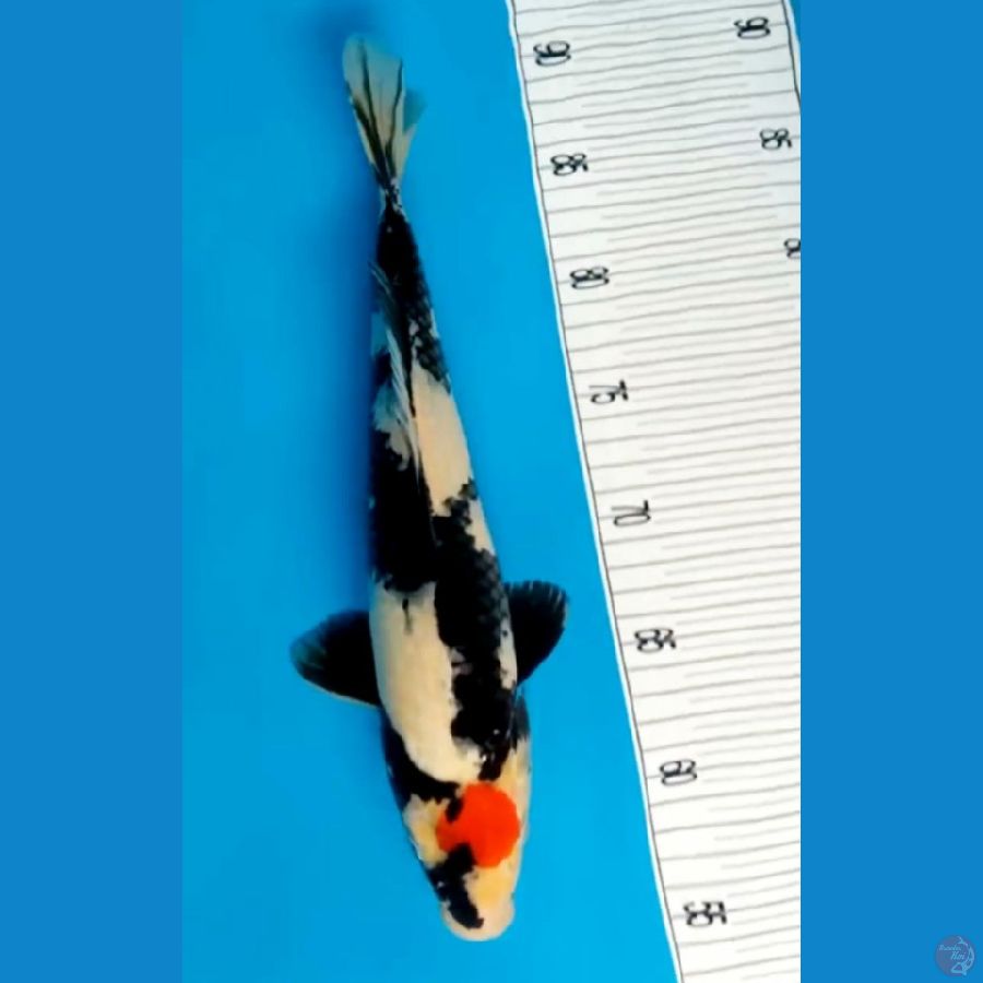 Tancho Showa Sq 35cm Jantan