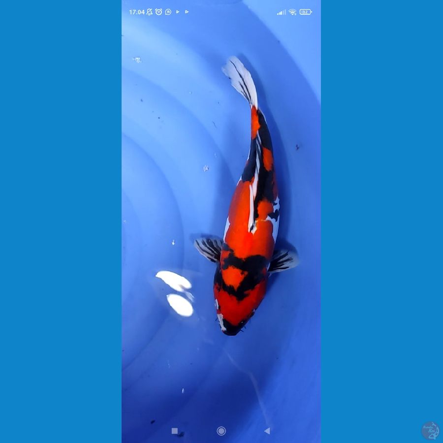 38cm doitsu