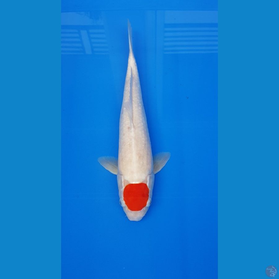 TANCO KOHAKU 41CM