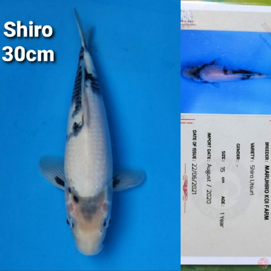 MARUHIRO SHIRO 30CM SERTI