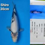 MARUHIRO SHIRO 30CM SERTI