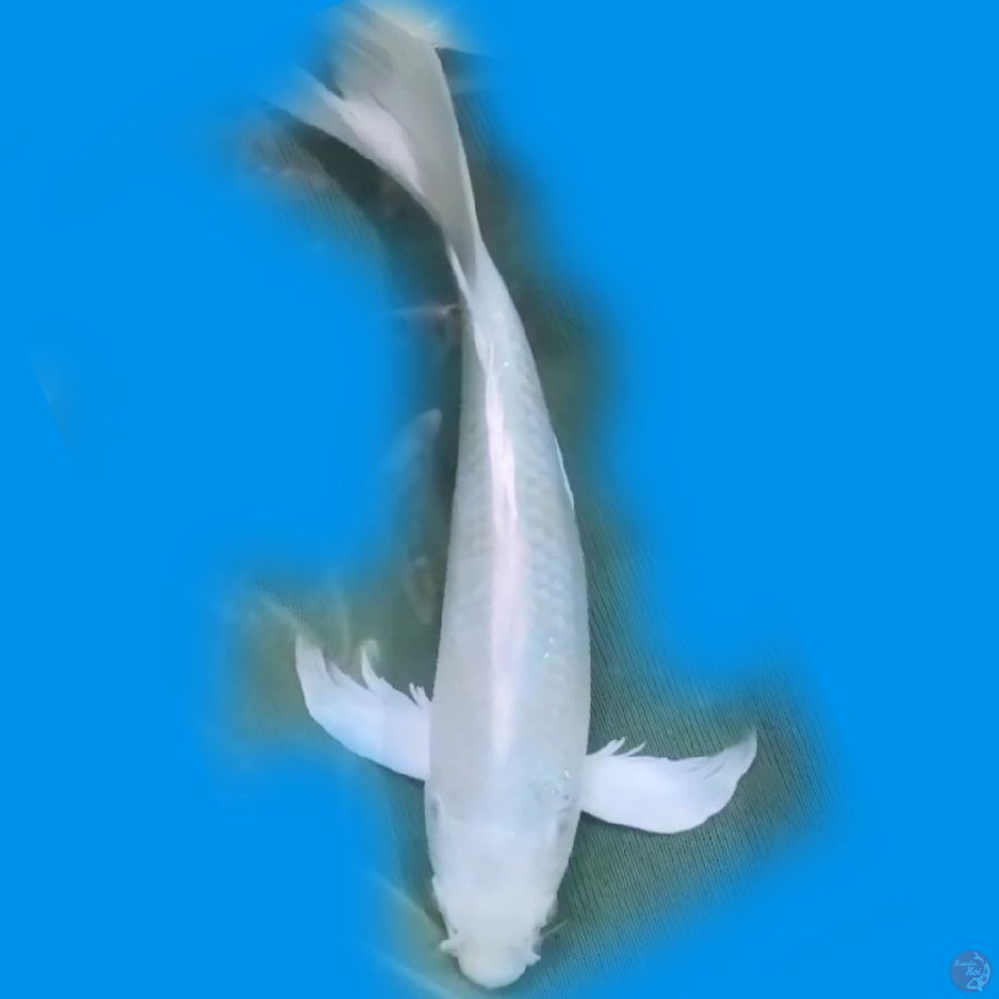 30CM