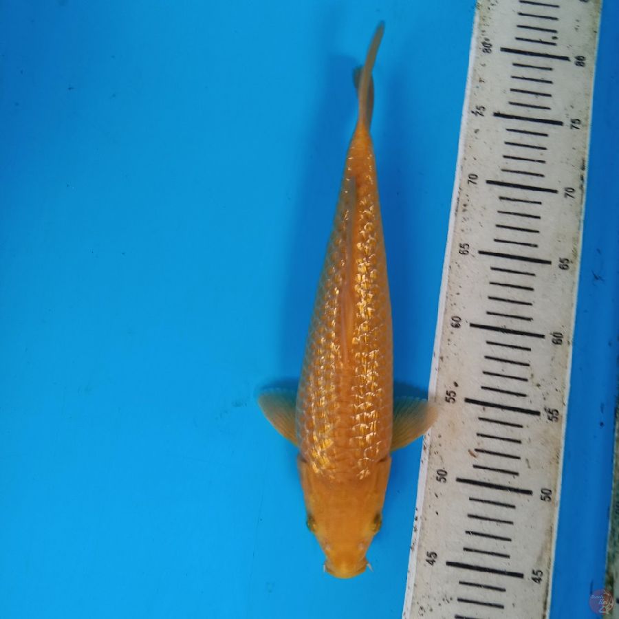 caramel 33 cm