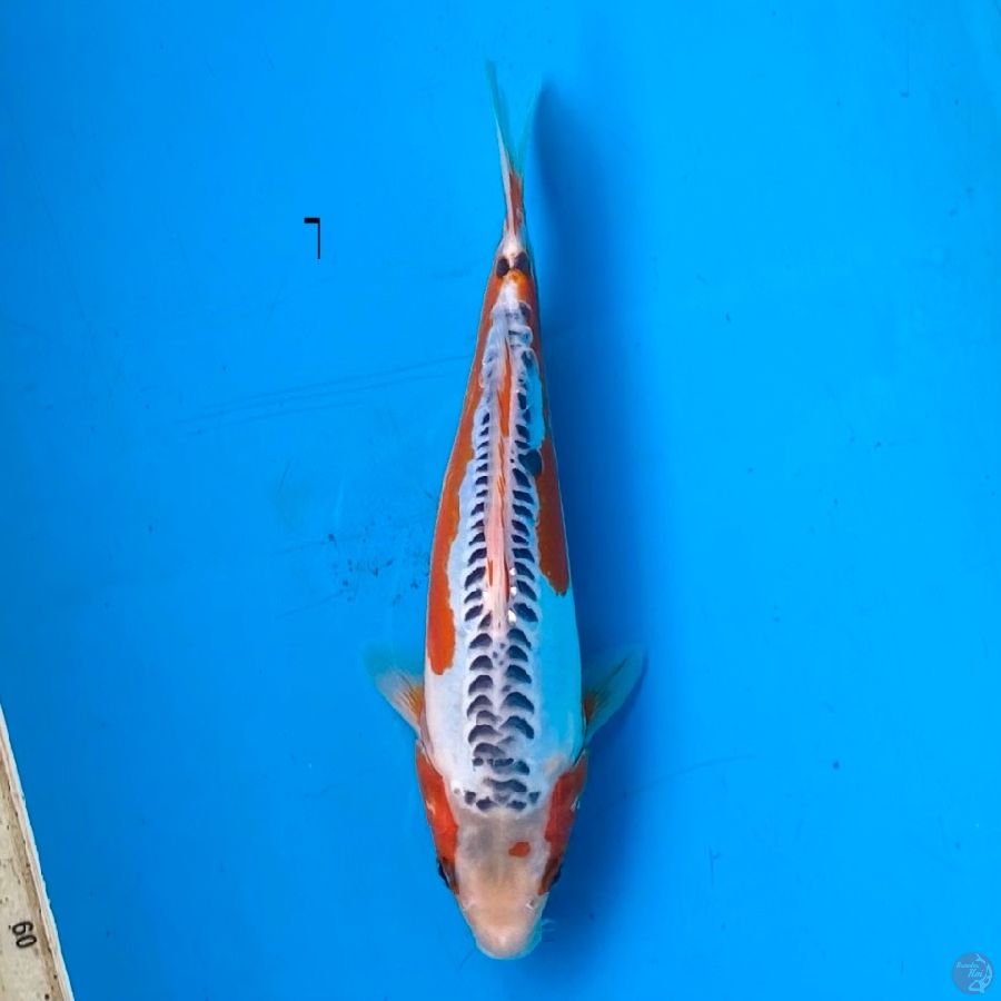 shusui 26cm female