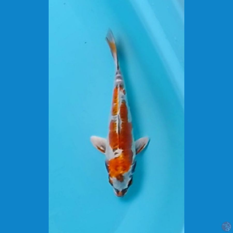 Kin Kikokuryu 25cm