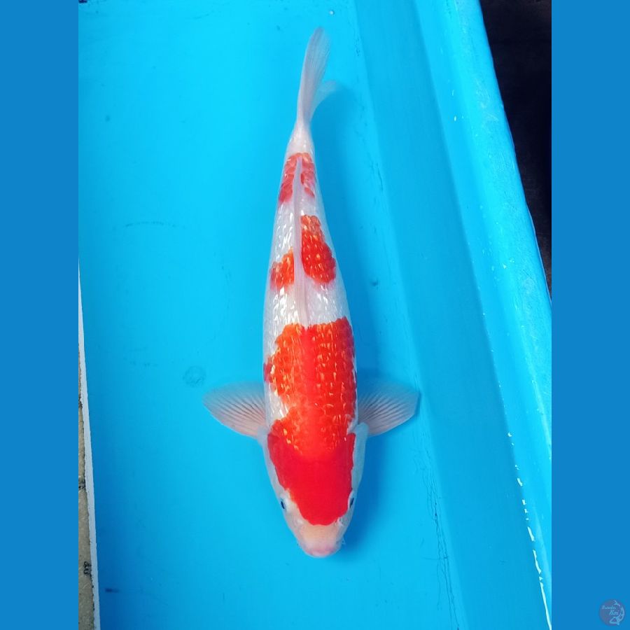 original kohaku ginrin 35bu