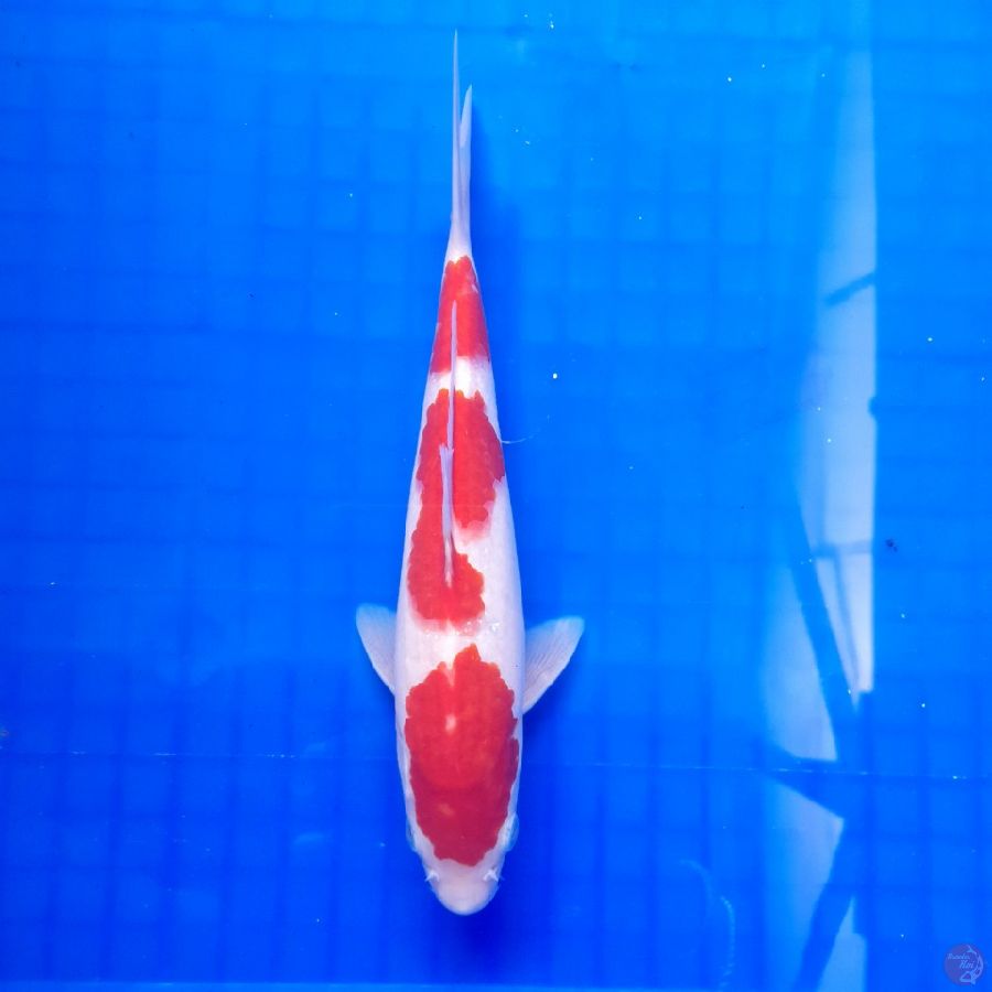 kohaku 24 cm 