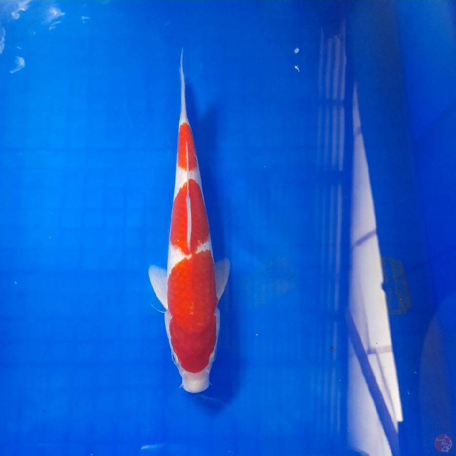 kohaku 24 cm