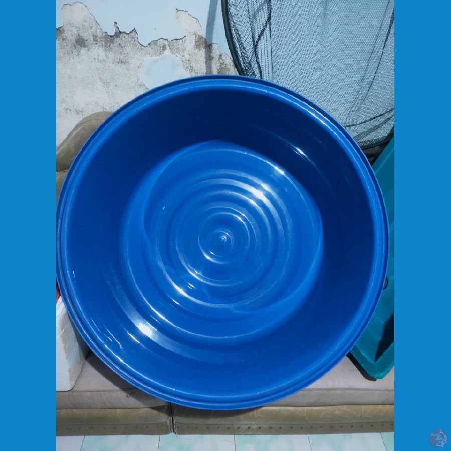 baru bak selvi koi diameter 90cm