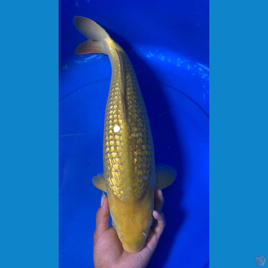 midori ginrin 44cm female breeder khusnul koi