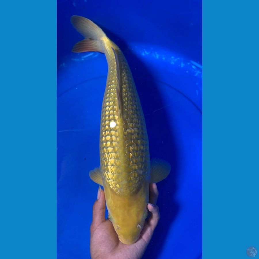 midori ginrin 44cm female breeder khusnul koi 