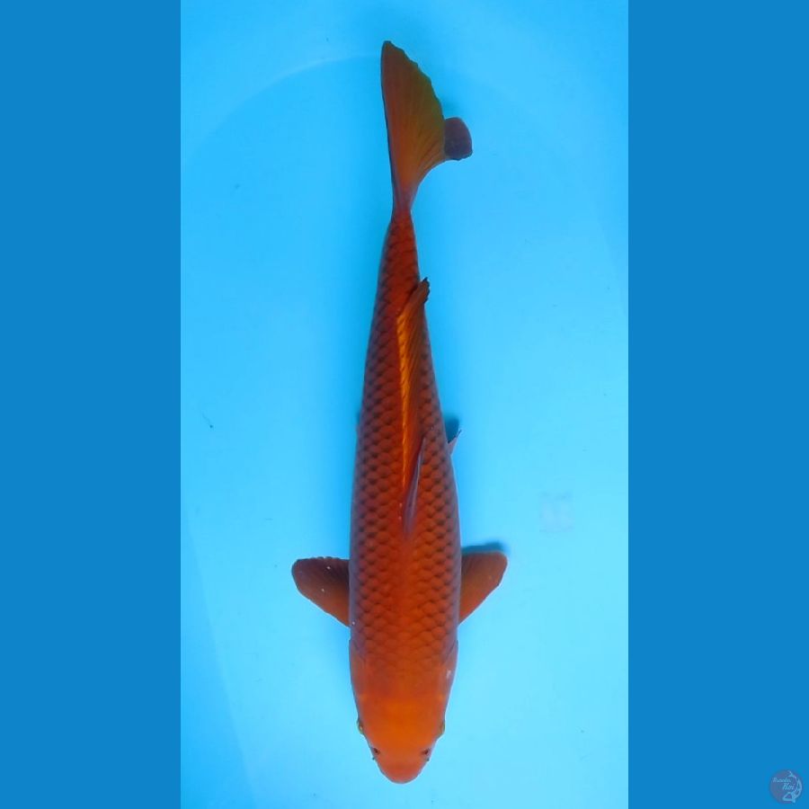 50cm Chagoi Tembaga (F)