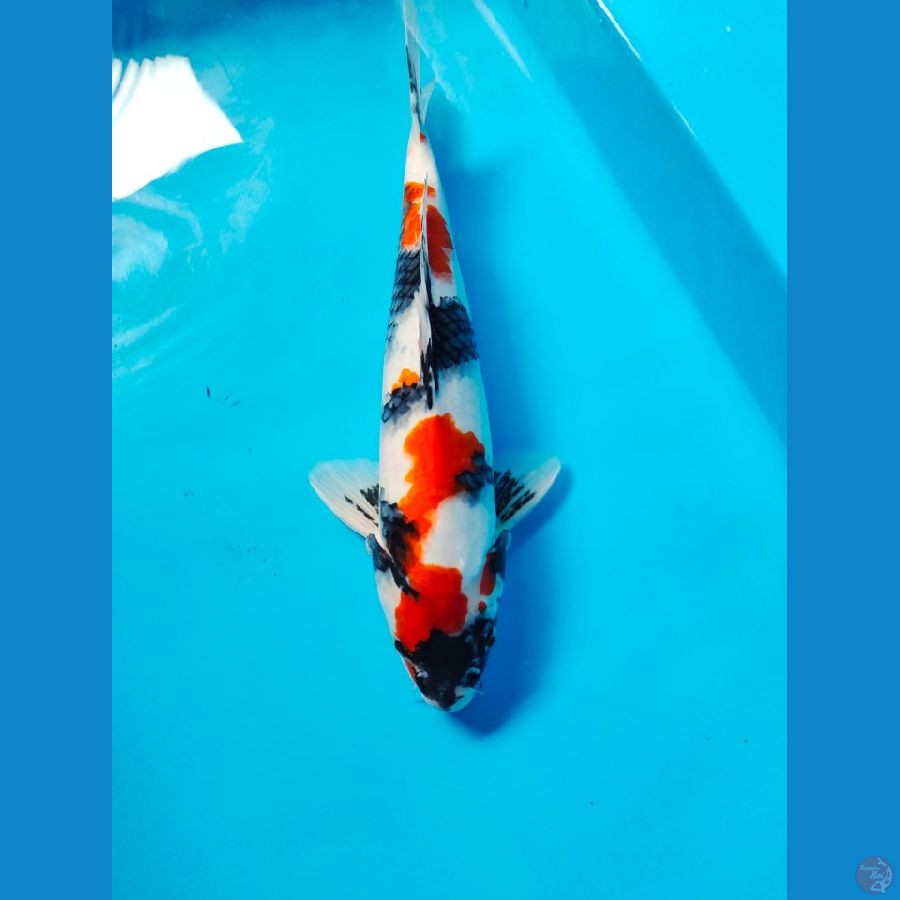 showa male 33cm 