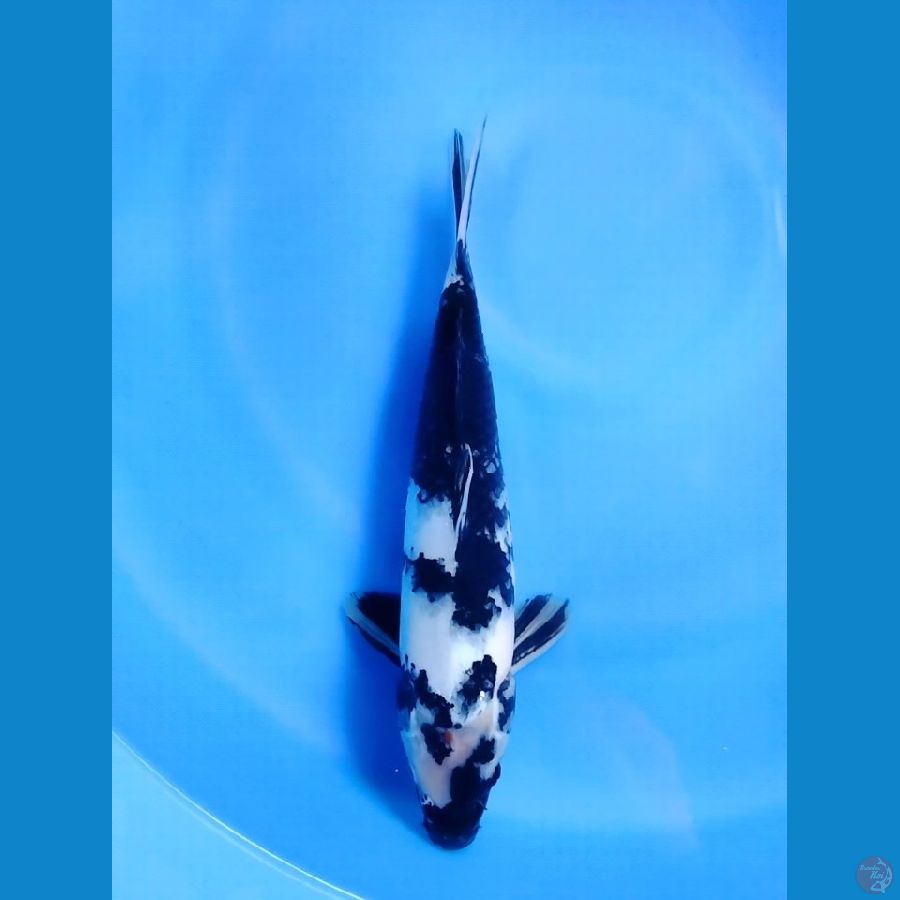 Shiro Utsuri 35CM Male