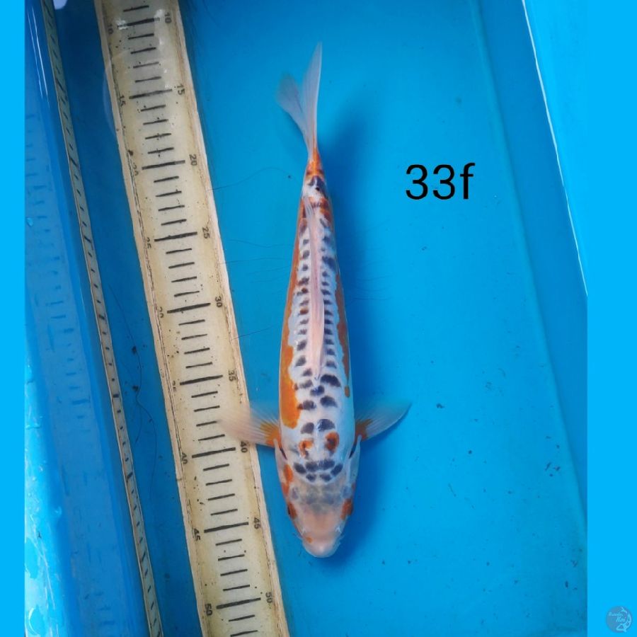 shusui, 33cm female