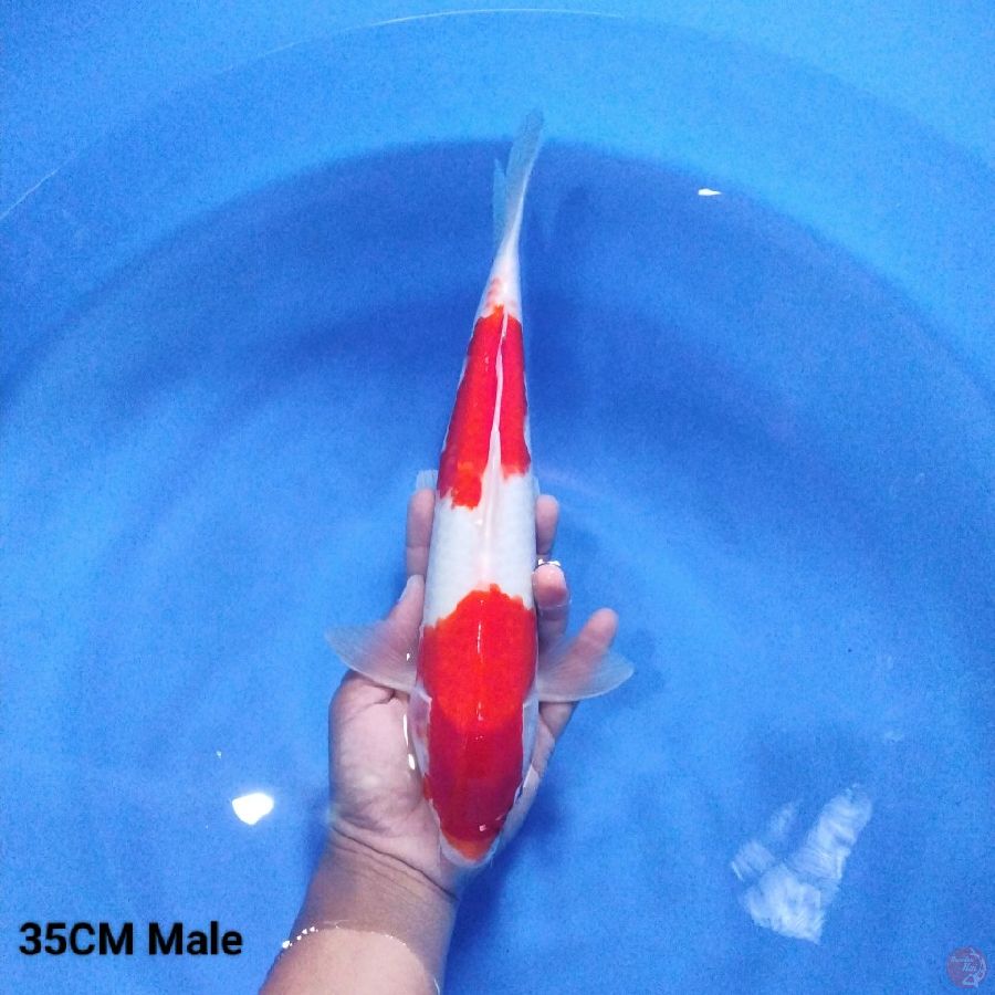 2 Step Kohaku 35CM Male