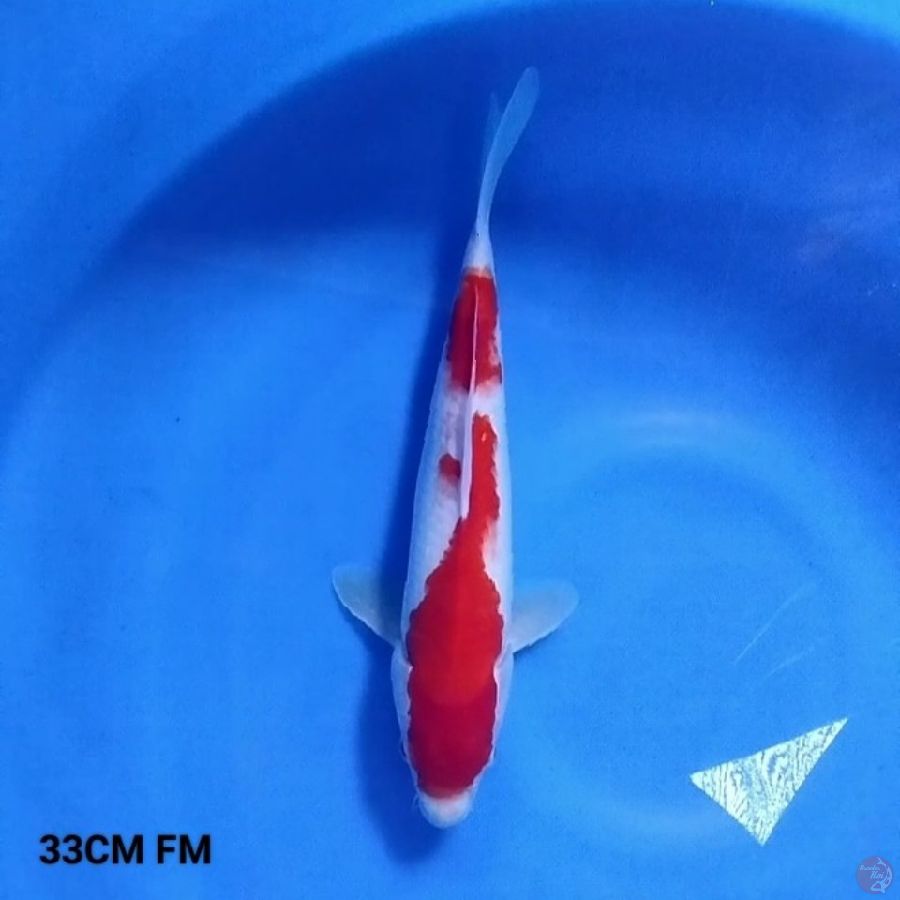 2 Step Kohaku 33CM FM