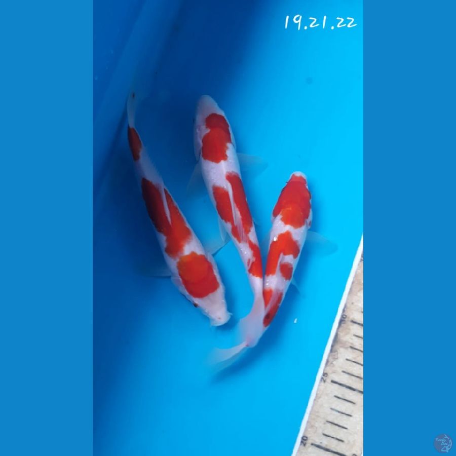 mix Kohaku 19.21.22cm