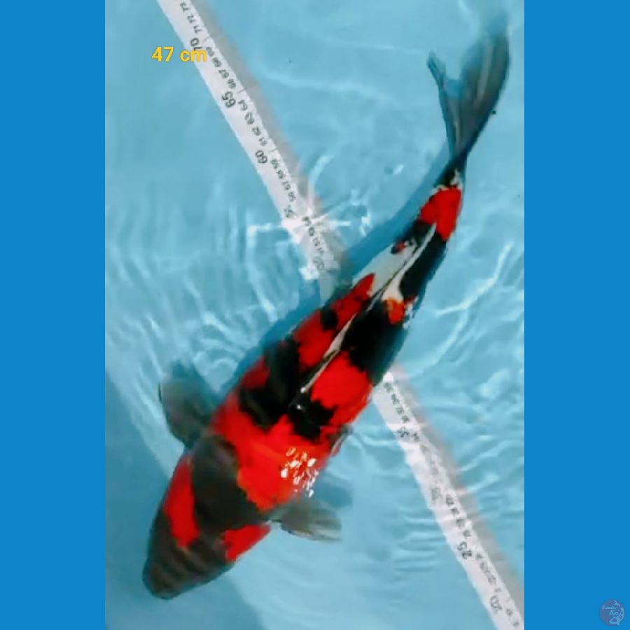 Showa Doit Murni 47 cm