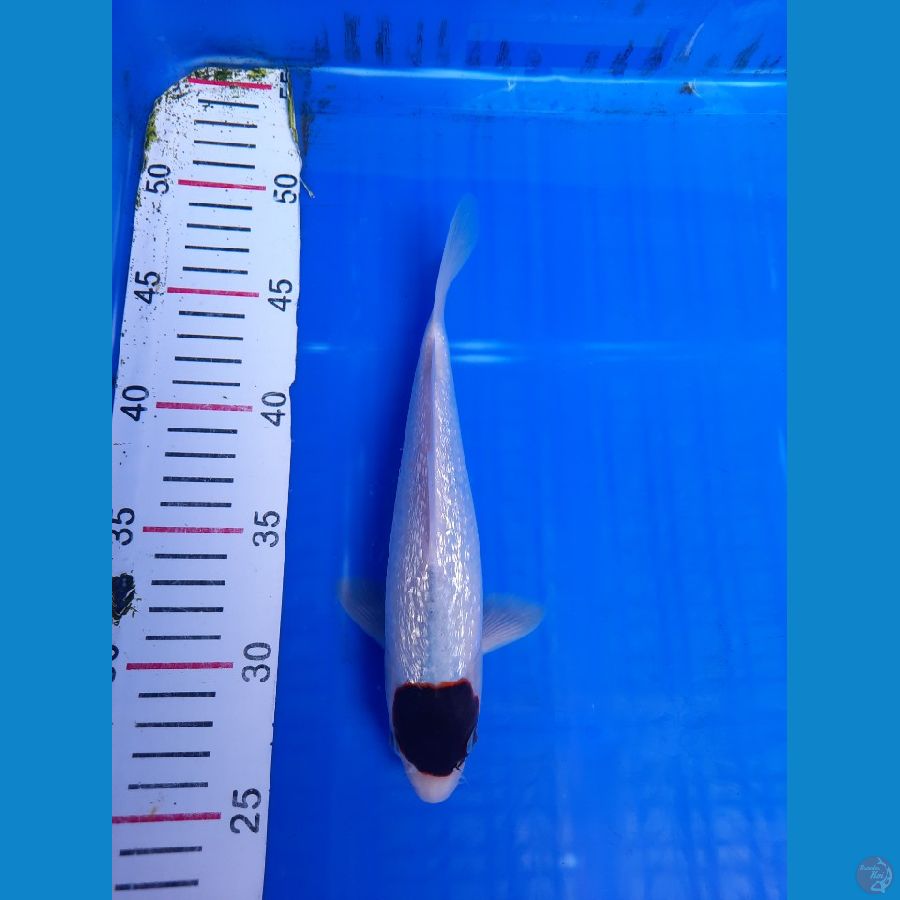 Tanco Goromo Ginrin Original 23cm