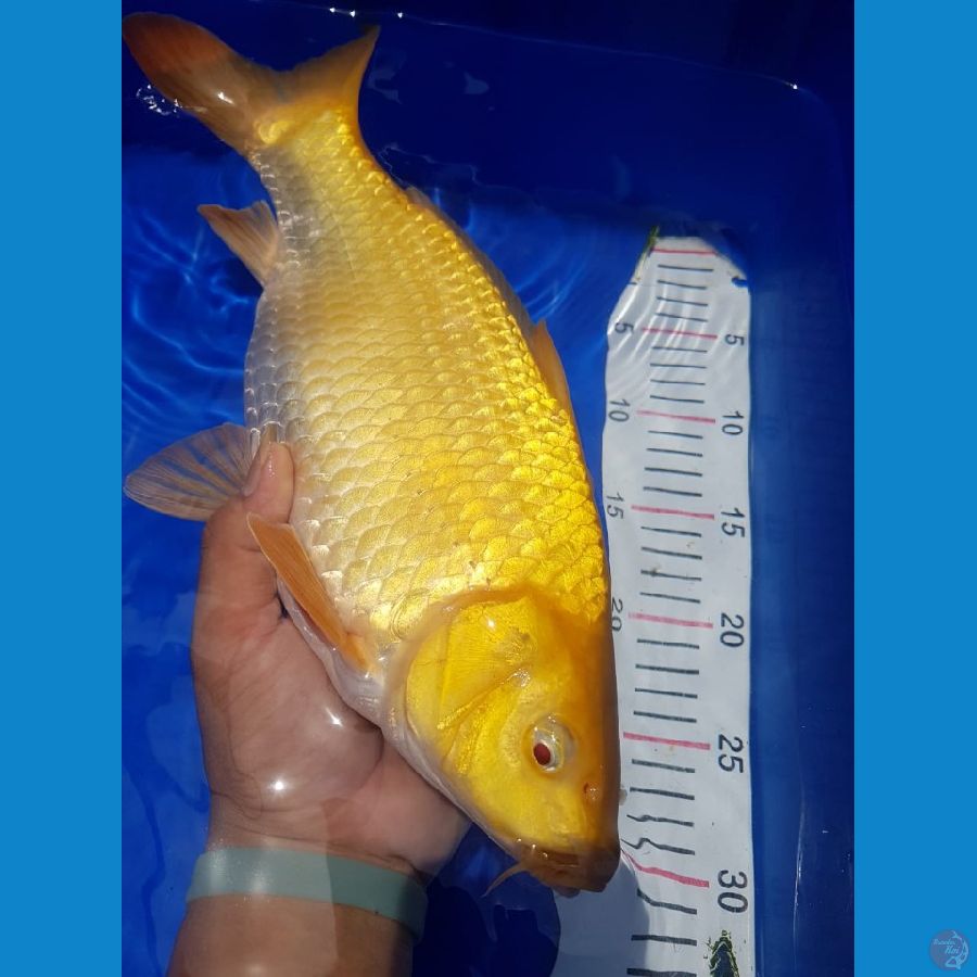 Karashi Mata Merah 35 cm Female