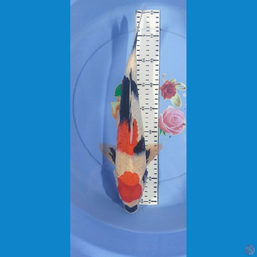 Showa 39cm/Unknown