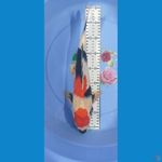 Showa 39cm/Unknown