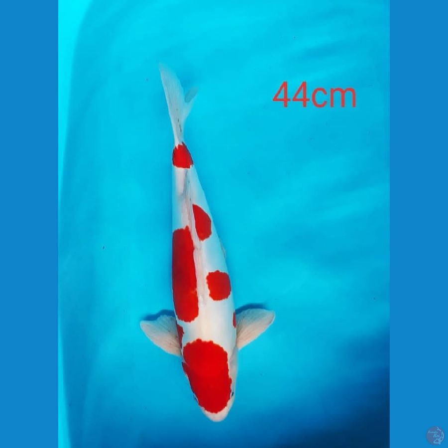 KOHAKU DOIT MURNI  43cm SQ