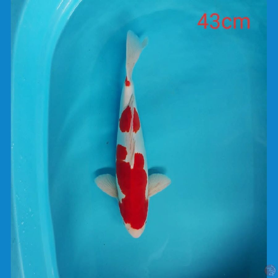 Rieki 4 ~ Kohaku Doit 43cm SQ