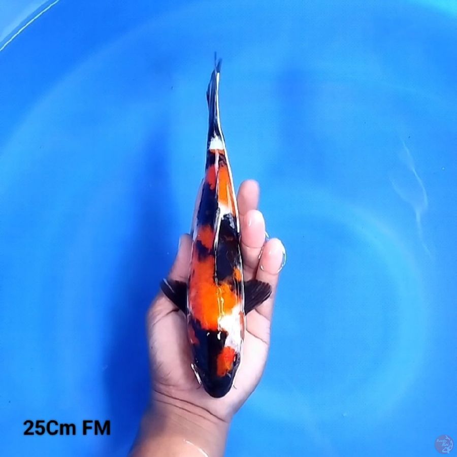  Showa Sanshoku 25CM FM