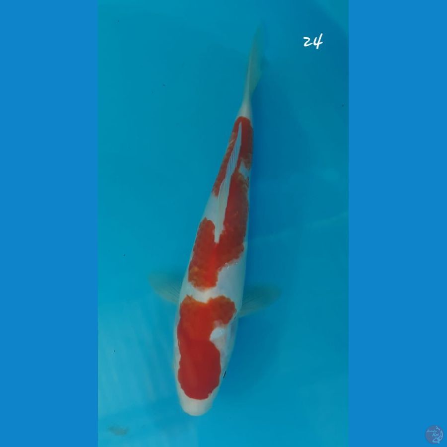 Kohaku 24cm