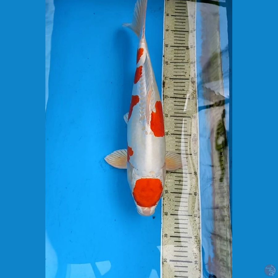 Kikusui 53cm male