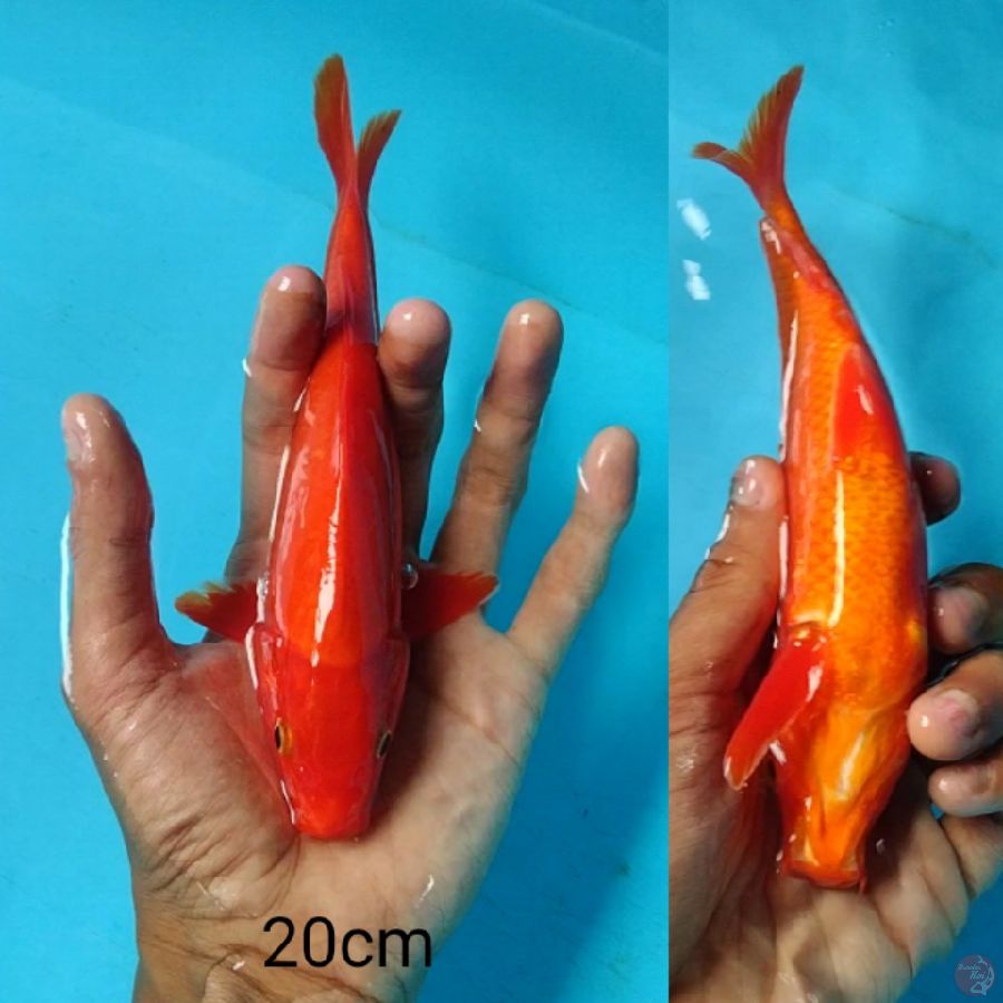20cm Red Strong